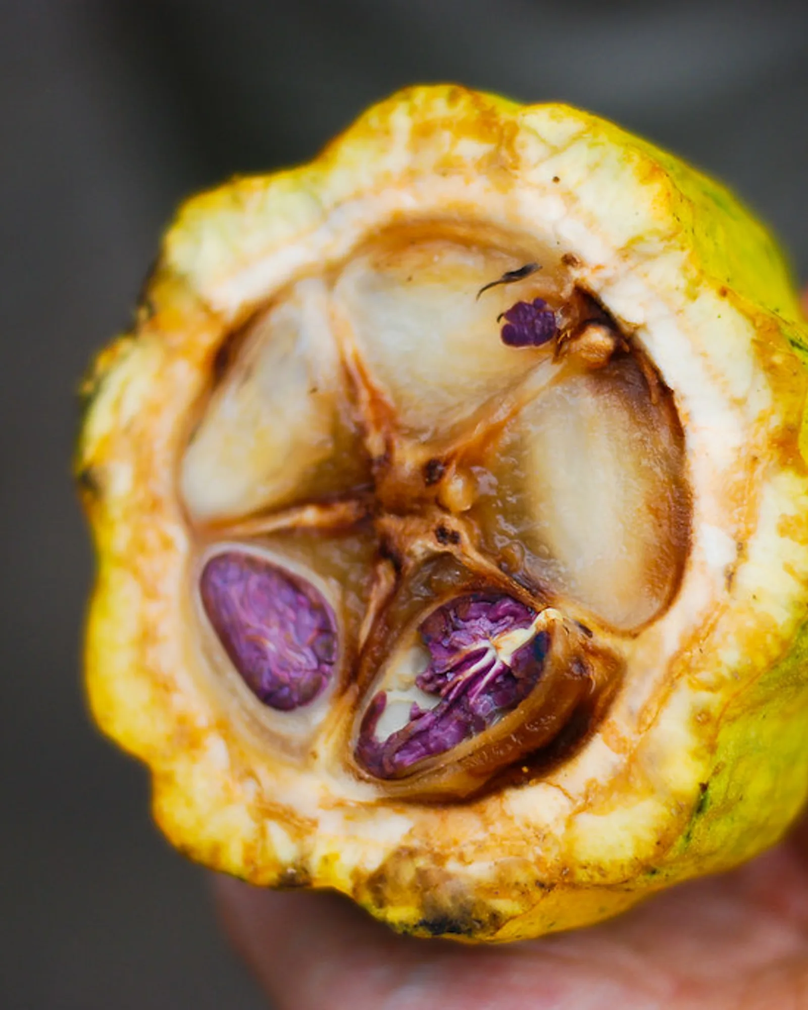 Paisaje de plantación de cacao, ambiente del Tour del Cacao